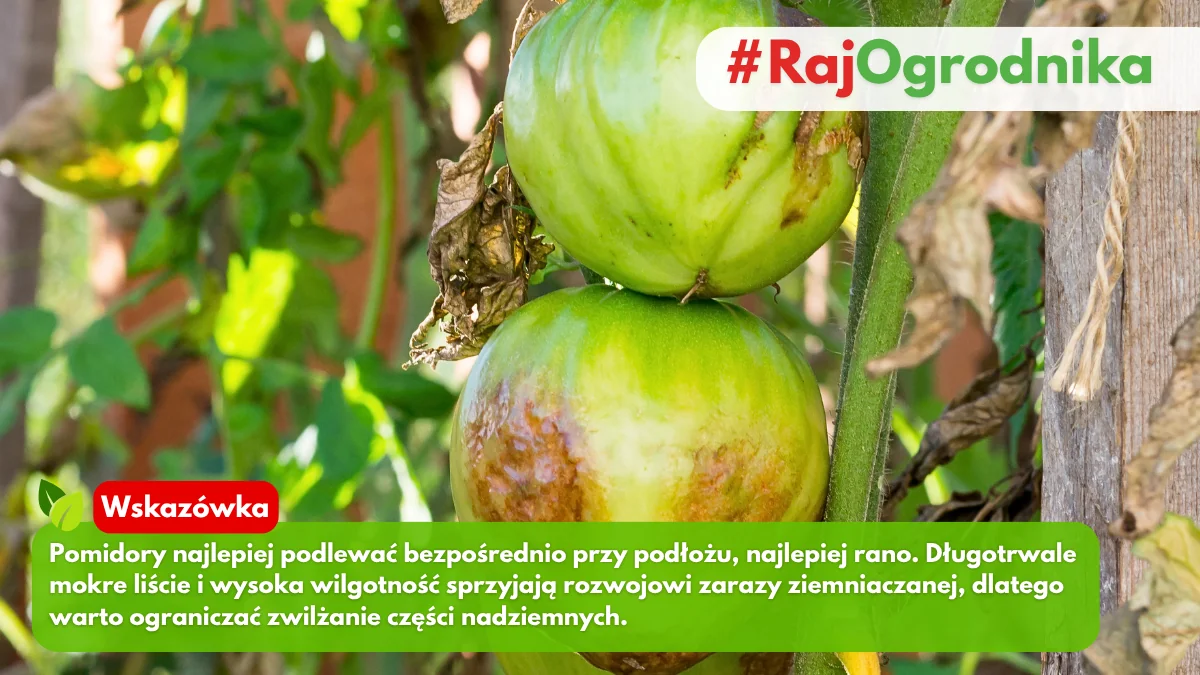 Właściwe podlewanie pomidorów by uniknąć chorób roślin blog sklep rajogrodnika